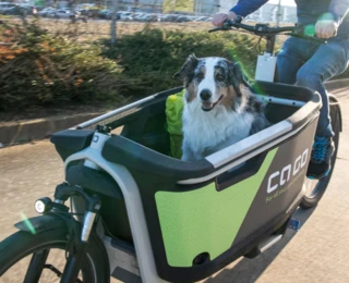 Ein Hund guckt aus einer EPP-Box eines fahrenden FS Life.