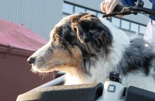 Nahaufnahme eines Hundes in der Box des FS Life.
