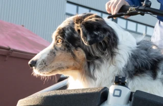 Nahaufnahme eines Hundes in der Box des FS Life.