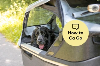 Hund in Transportbox des FS Life